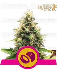 Somango XL Royal Queen