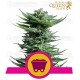 Shining Silver Haze Royal Queen