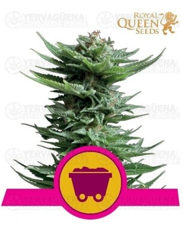 Shining Silver Haze Royal Queen