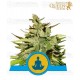 Stress Killer CBD Auto Royal Queen Autofloreciente