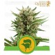 Sweet Skunk Auto Royal Queen Autofloreciente