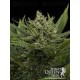 Sweet Skunk Auto Royal Queen Autofloreciente