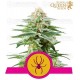 White Widow Royal Queen