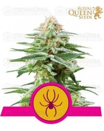 White Widow Royal Queen