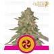 Sweet ZZ Royal Queen