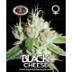 Black Cheese Big Buddha Seeds