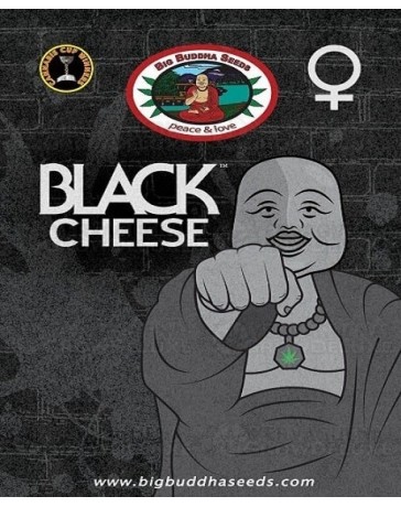 Black Cheese Big Buddha Seeds