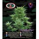 Buddha Haze Auto Big Buddha Seeds Autofloreciente