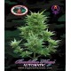 Buddha Haze Auto Big Buddha Seeds Autofloreciente