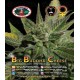 Big Buddha Cheese Big Buddha Seeds