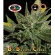 Big Buddha Cheese Big Buddha Seeds