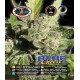 Blue Cheese Big Buddha Seeds