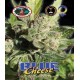 Blue Cheese Big Buddha Seeds