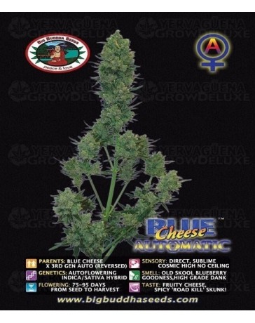 Blue Cheese Auto Big Buddha Seeds Autofloreciente