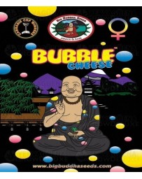Bubble Cheese Big Buddha Seeds