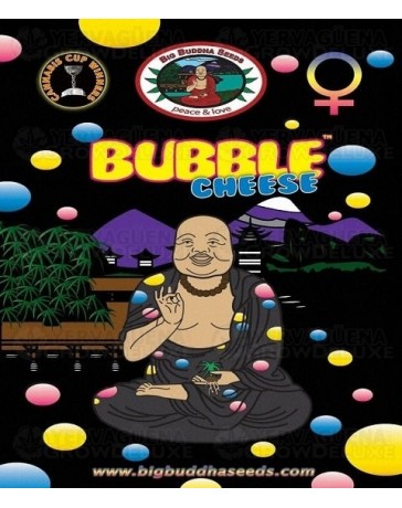 Bubble Cheese Big Buddha Seeds