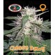 Cheese Dawg Big Buddha Seeds