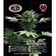 Automatic Big Buddha Seeds Autofloreciente