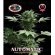 Automatic Big Buddha Seeds Autofloreciente