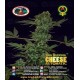 Cheese Auto Big Buddha Seeds Autofloreciente