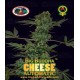 Cheese Auto Big Buddha Seeds Autofloreciente