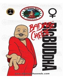 Badazz Cheese Big Buddha Seeds
