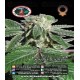 Buddha Kush OG Big Buddha Seeds