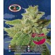 Cheery Moon Pie Big Buddha Seeds