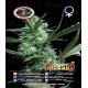 Cheesus Big Buddha Seeds