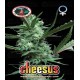 Cheesus Big Buddha Seeds