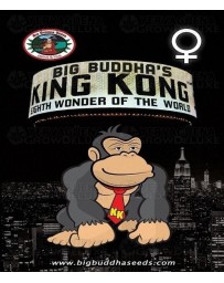King Kong Big Buddha Seeds
