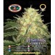 Legends Gold  Big Buddha Seeds