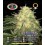 Legends Gold  Big Buddha Seeds