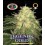 Legends Gold  Big Buddha Seeds