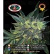 Chiesel Big Buddha Seeds