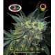 Chiesel Big Buddha Seeds