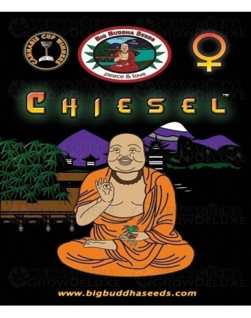 Chiesel Big Buddha Seeds