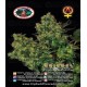 Chiesel Auto Big Buddha Seeds Autofloreciente