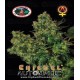 Chiesel Auto Big Buddha Seeds Autofloreciente