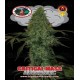 Critical Mass Automatic Big Buddha Seeds Autofloreciente