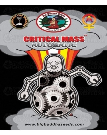 Critical Mass Automatic Big Buddha Seeds Autofloreciente