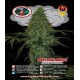 Critical Mass Automatic Big Buddha Seeds Autofloreciente