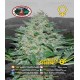 Freeze Cheese '89 Big Buddha Seeds