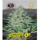 Freeze Cheese '89 Big Buddha Seeds