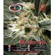 G-Bomb Big Buddha Seeds