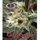 G-Bomb Big Buddha Seeds