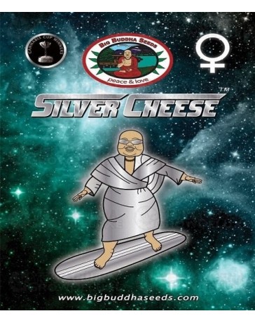Silver Cheese Big Buddha Seeds