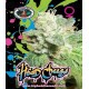 Head Cheese  Big Buddha Seeds