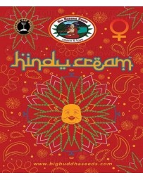 Hindú Cream  Big Buddha Seeds