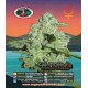 California Orange Cheese Big Buddha Seeds